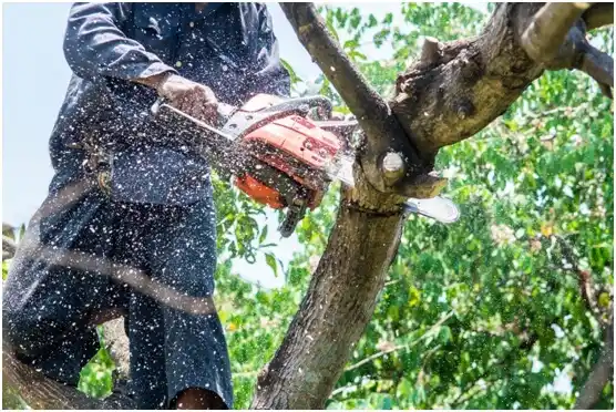 tree services Waxahachie